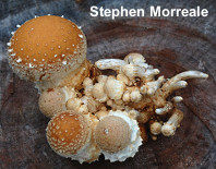 Hemipholiota populnea