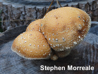 Hemipholiota populnea