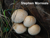 Hemipholiota populnea