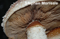 Hemipholiota populnea