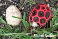 Clathrus crispus