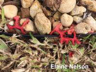 Clathrus crispus