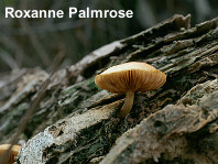 Gymnopilus palmicola