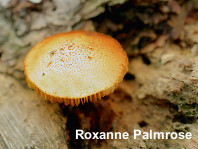 Gymnopilus palmicola