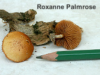 Gymnopilus palmicola