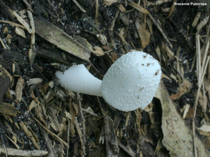 Leucocoprinus cretaceus (MushroomExpert.Com)