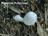 Leucocoprinus cretaceus