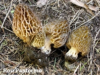 Morchella snyderi