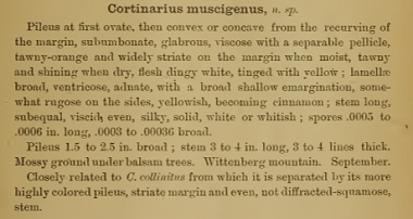 Cortinarius muscigenus