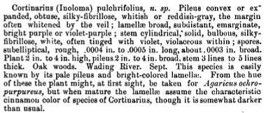 Cortinarius pulchrifolius
