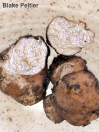 Tuber lyonii