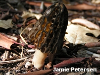 Morchella brunnea