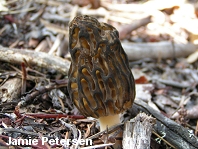 Morchella brunnea