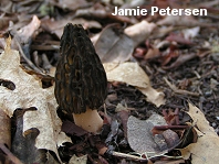 Morchella brunnea