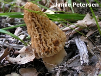 Morchella frustrata