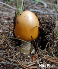 Amanita species 05
