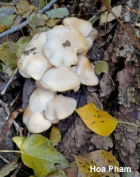 Pleurotus populinus