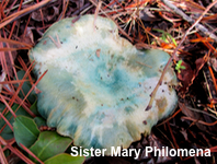 Lactarius paradoxus