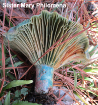 Lactarius paradoxus