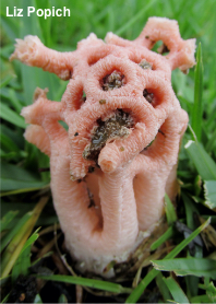 Clathrus transvaalensis