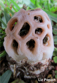 Clathrus transvaalensis