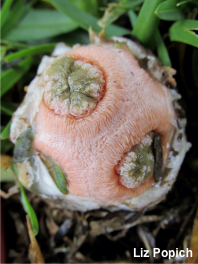 Clathrus transvaalensis