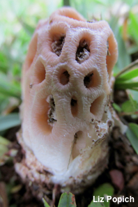 Clathrus transvaalensis