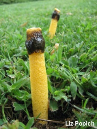 Phallus aurantiacus