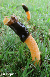 Phallus aurantiacus