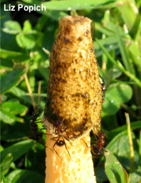 Phallus aurantiacus