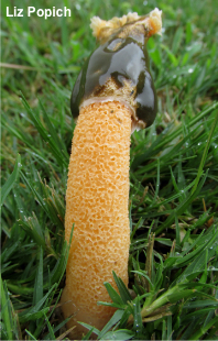 Phallus aurantiacus