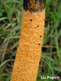 Phallus aurantiacus