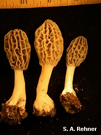 Morchella virginiana