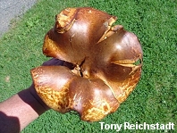 Paragyrodon sphaerosporus