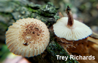 Heliocybe sulcata