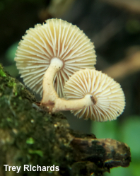 Heliocybe sulcata