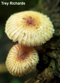 Heliocybe sulcata