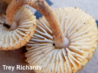 Heliocybe sulcata