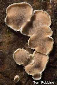 Aleurodiscus oakesii