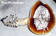 Amanita calyptroderma