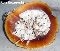 Amanita calyptroderma