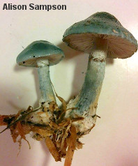 Stropharia cyanea