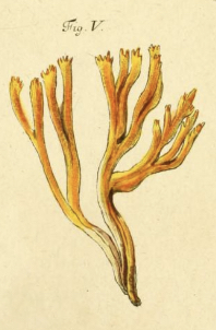 Calocera viscosa