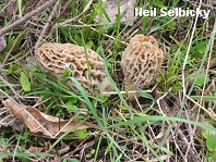 Morchella frustrata