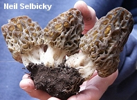 Morchella snyderi