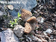 Morchella snyderi