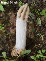 Lysurus gardneri