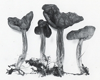 Helvella palustris