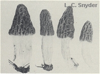 Morchella crassistipa