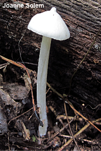 Entoloma alboumbonatum